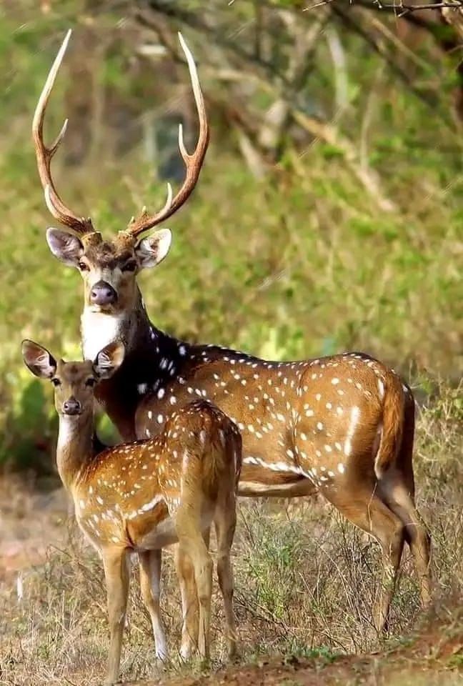 Spotted deer stag and fawn in the scrub
