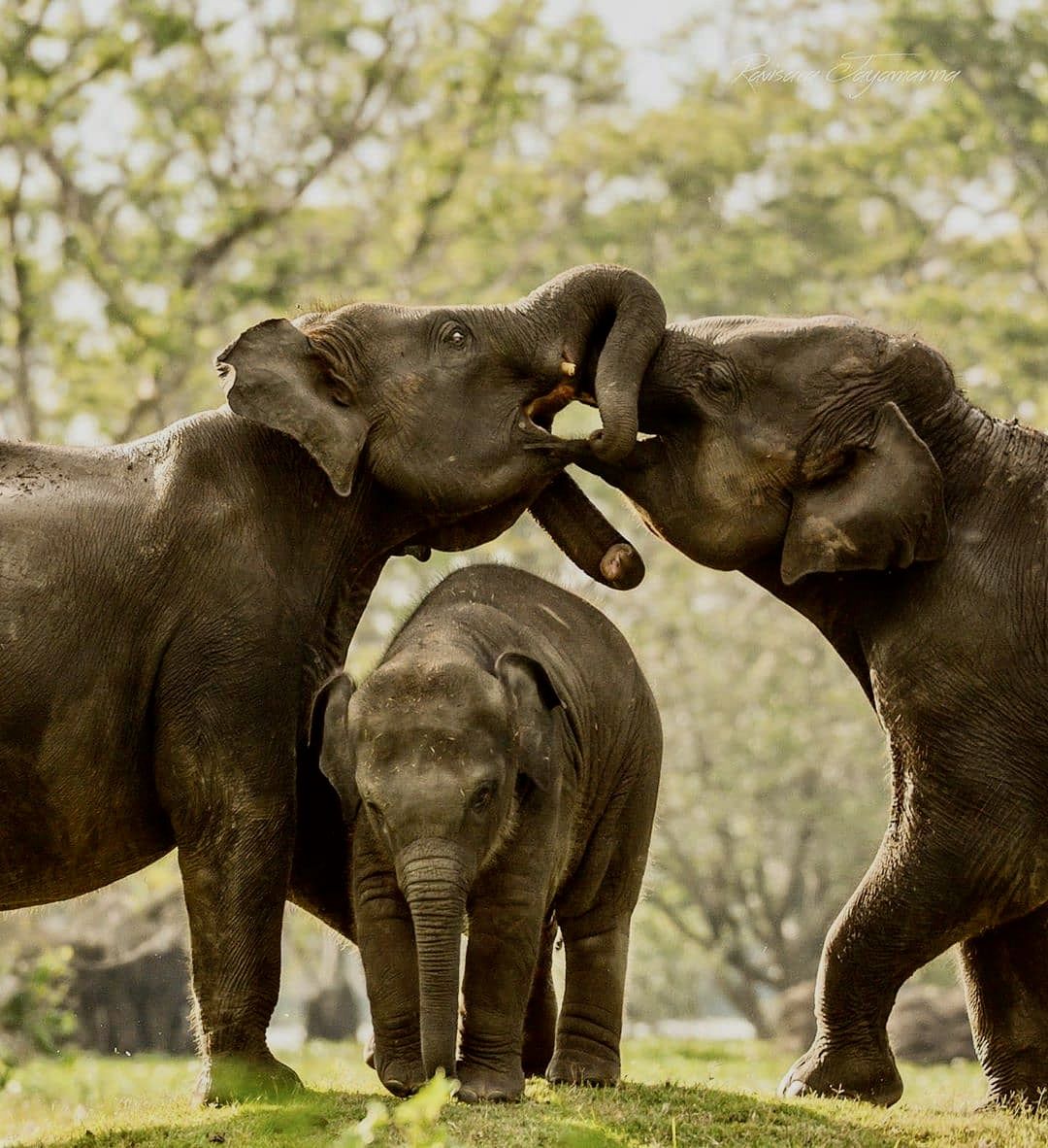 Elephant herd greeting each other with a calf between them