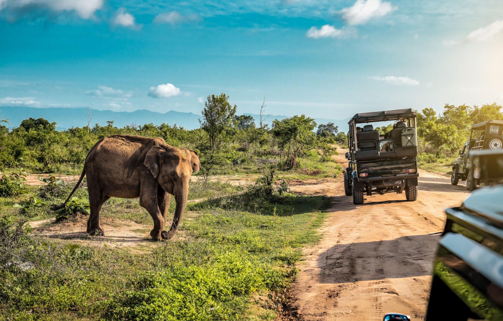 Elephant crossing the track beside safari jeeps