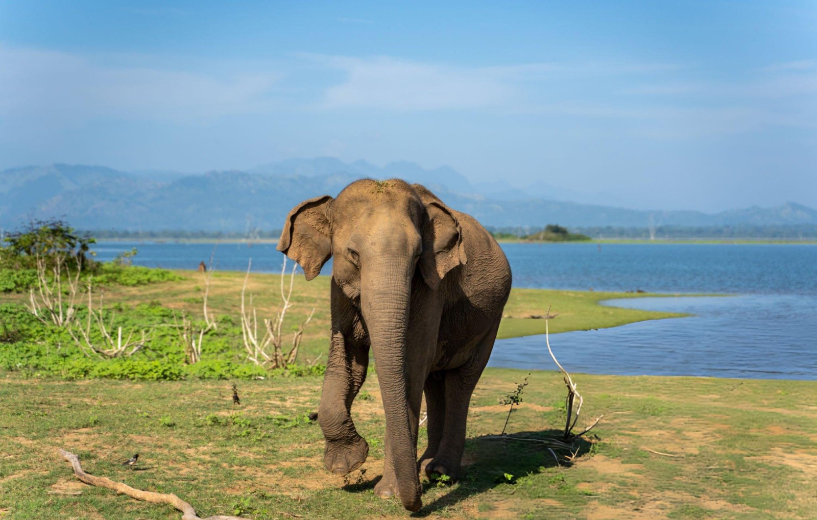 Lone elephant by the Udawalawe reservoir