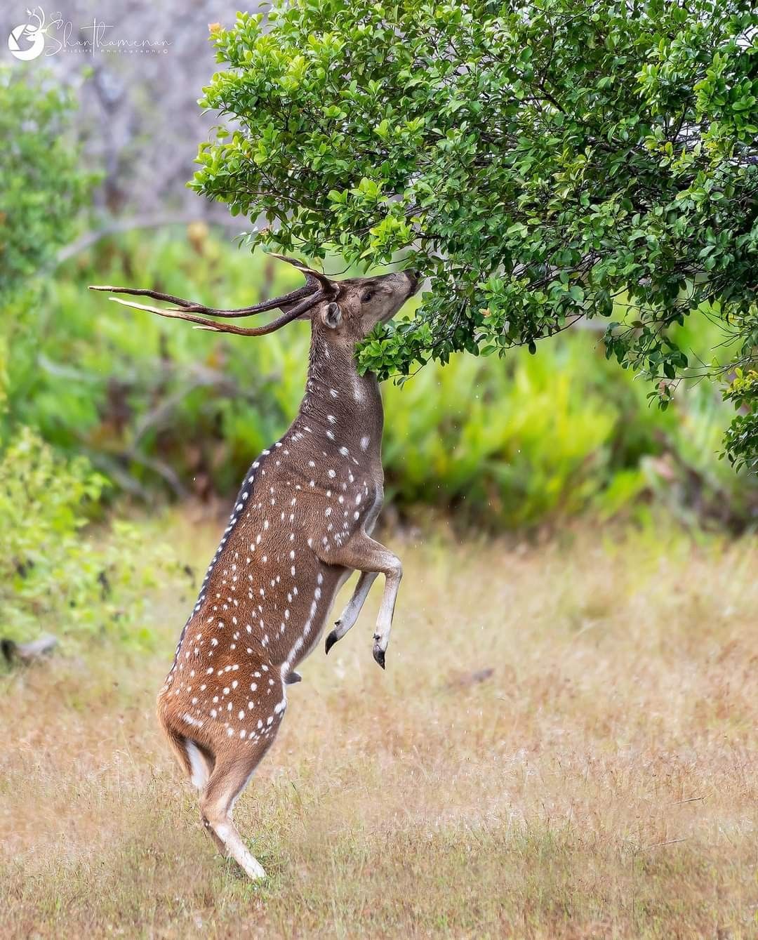 Spotted deer reaching for leaves