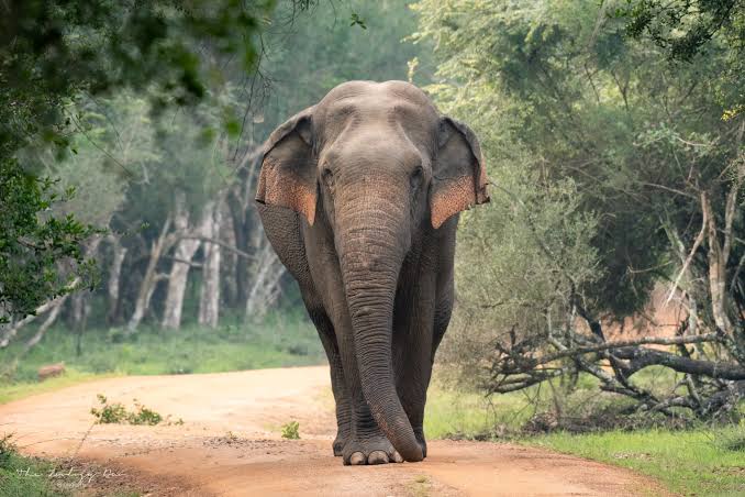Elephant walking through Udawalawe National Park